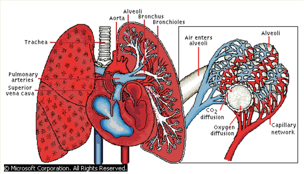 Pulmonary Anatomy.png